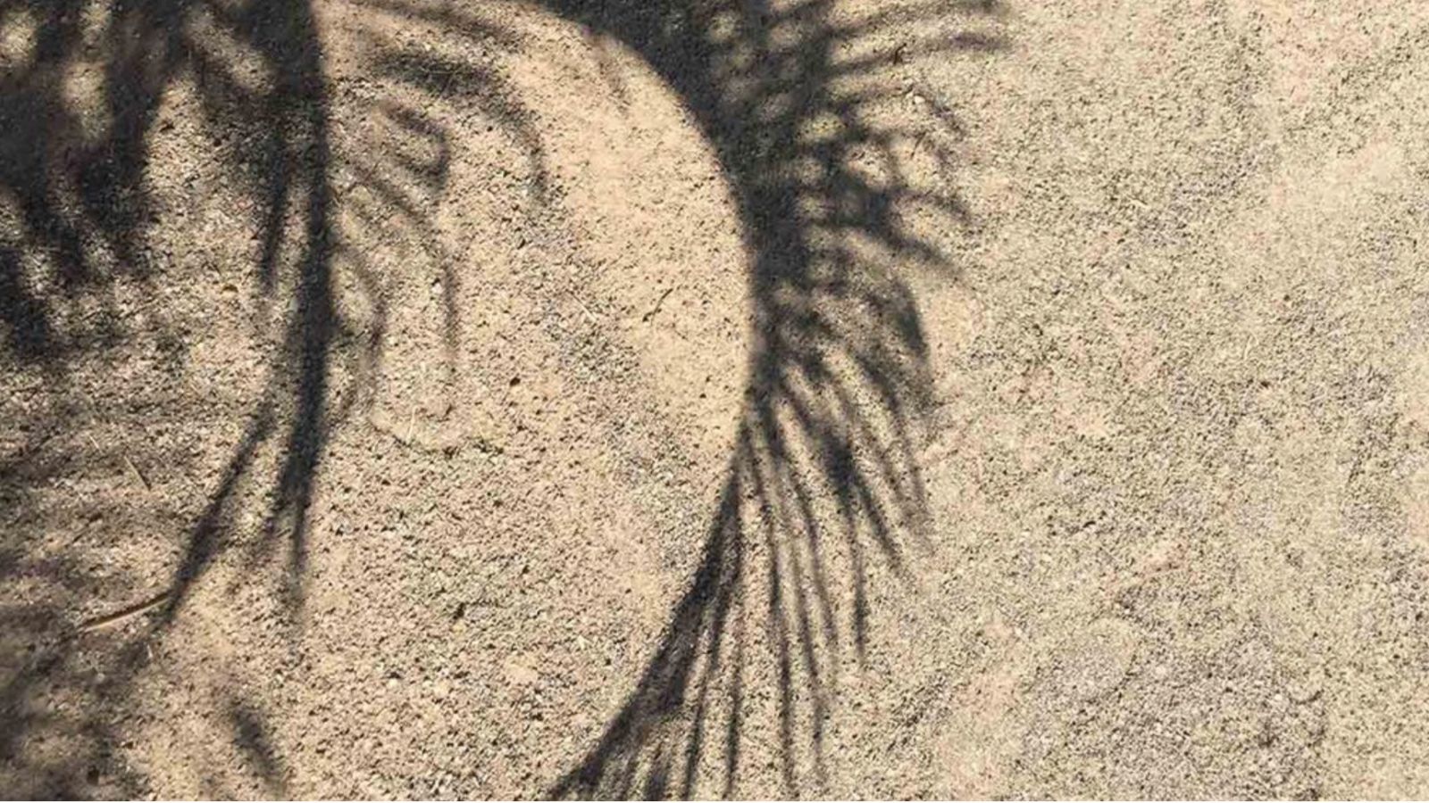 palmier raphia farinifera